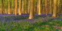 074 Hallerbos